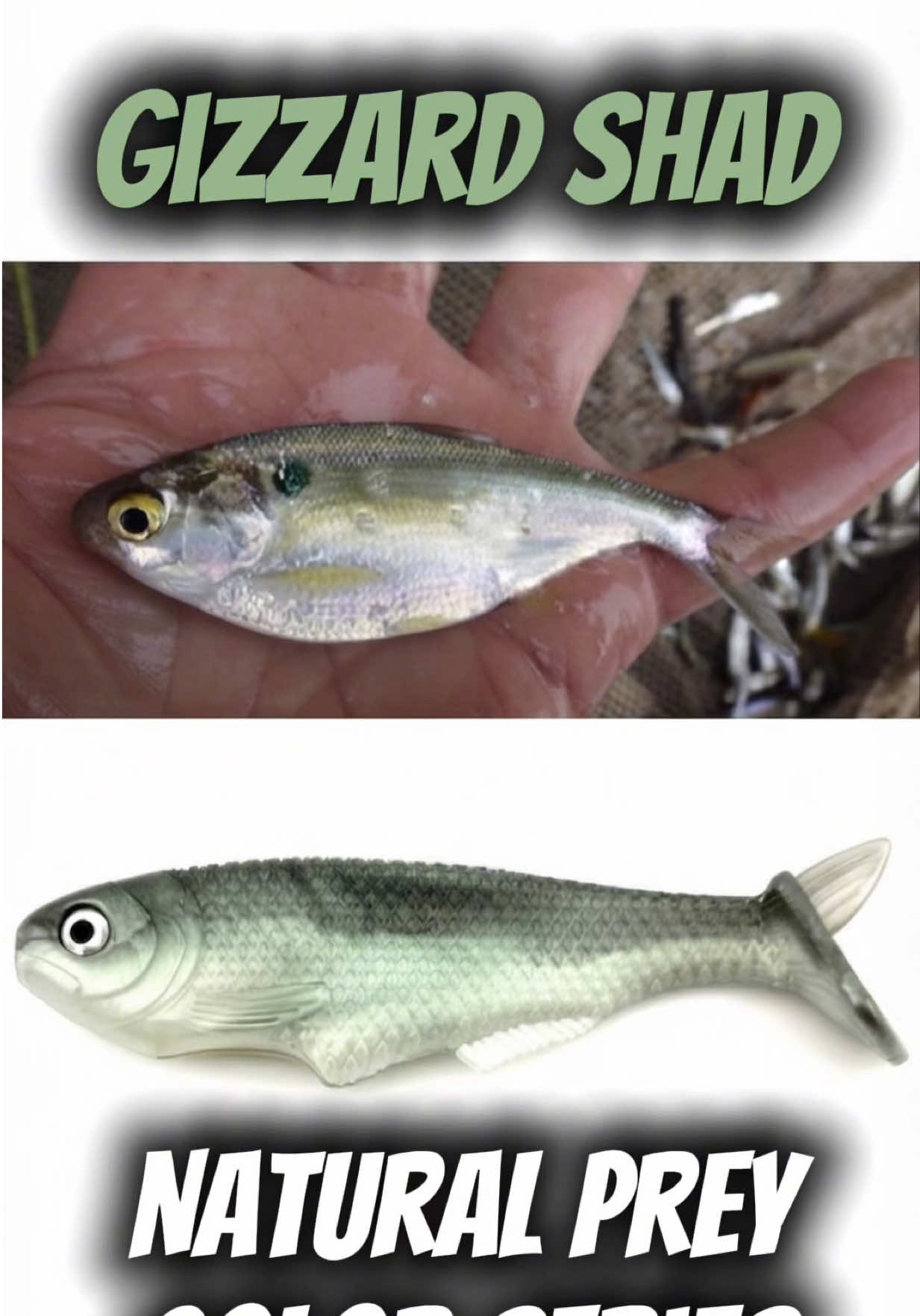 @Tacklehead Fishing