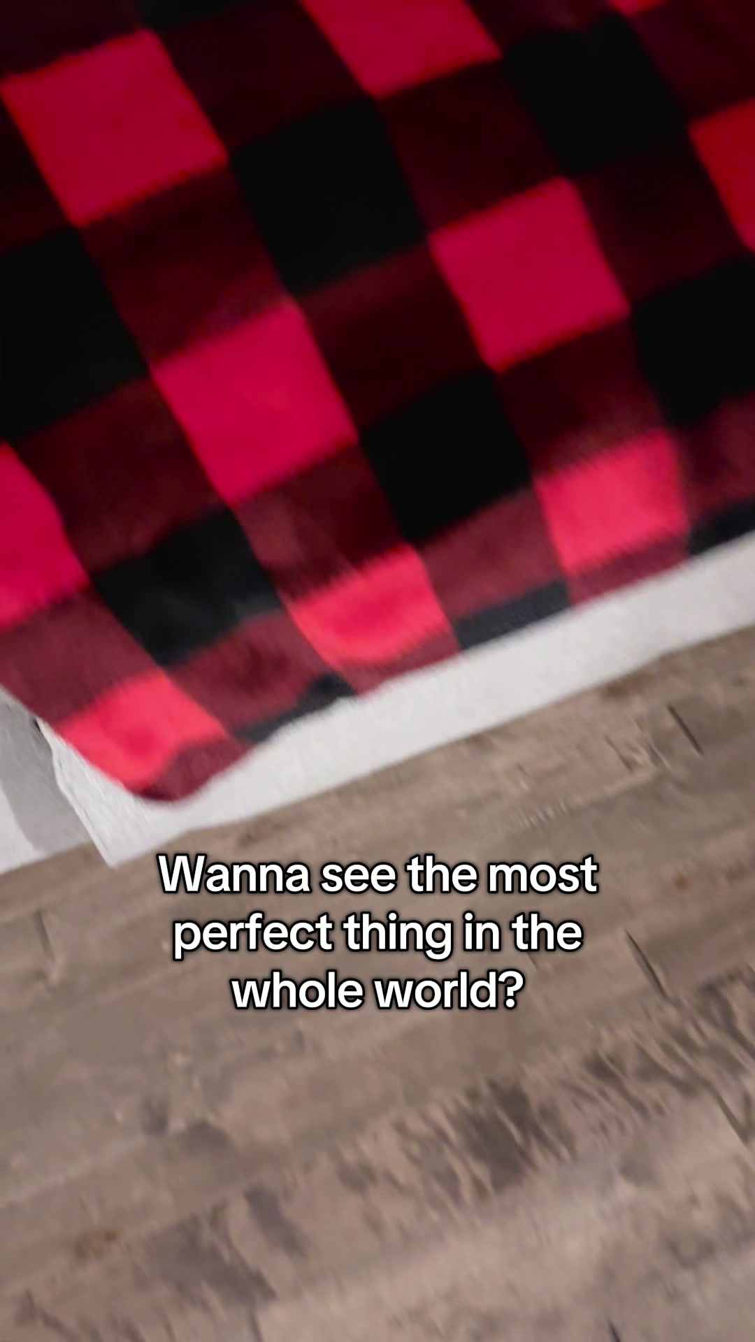 @Gunner the Good Boy Black Lab