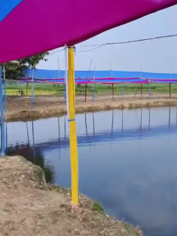 @🦚🕊️👑