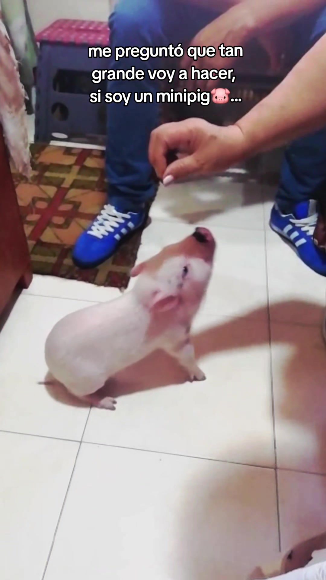 @🐷Ibi.pig🐷