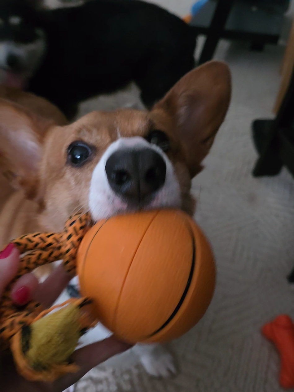 @Chelsea | Corgi Mom 🐾