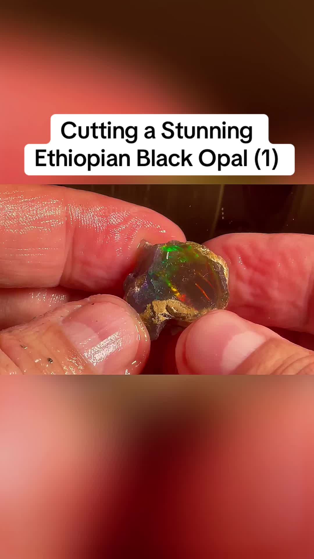 @Animals in nature