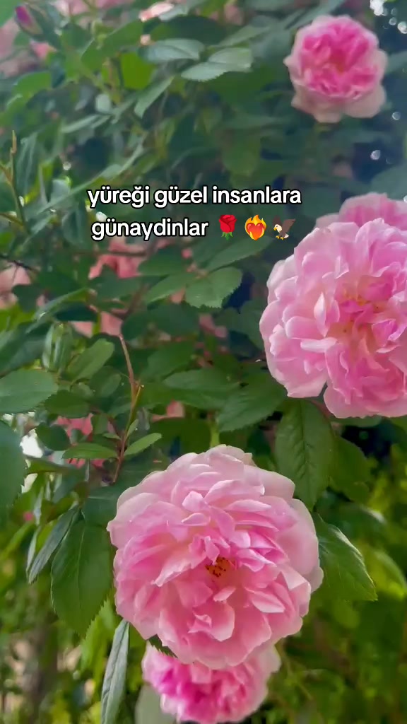 @___KARTAL__🖤🦅