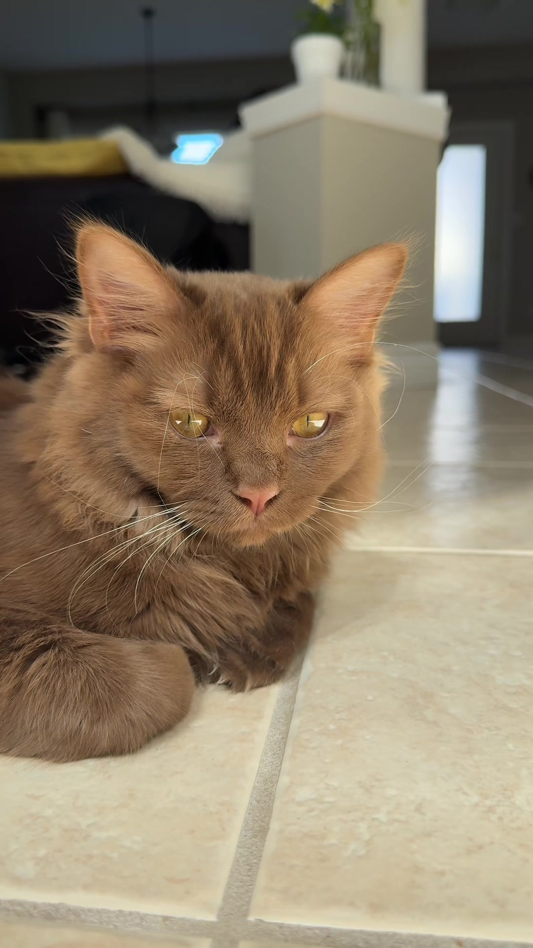 @Churro the Cinnamon Ragdoll 🤎