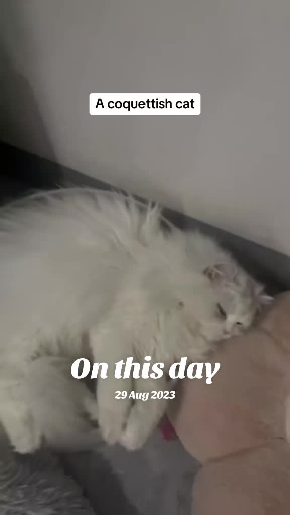 @Cat Pippi