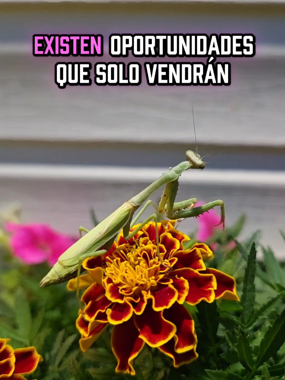@Melbin Aguilera