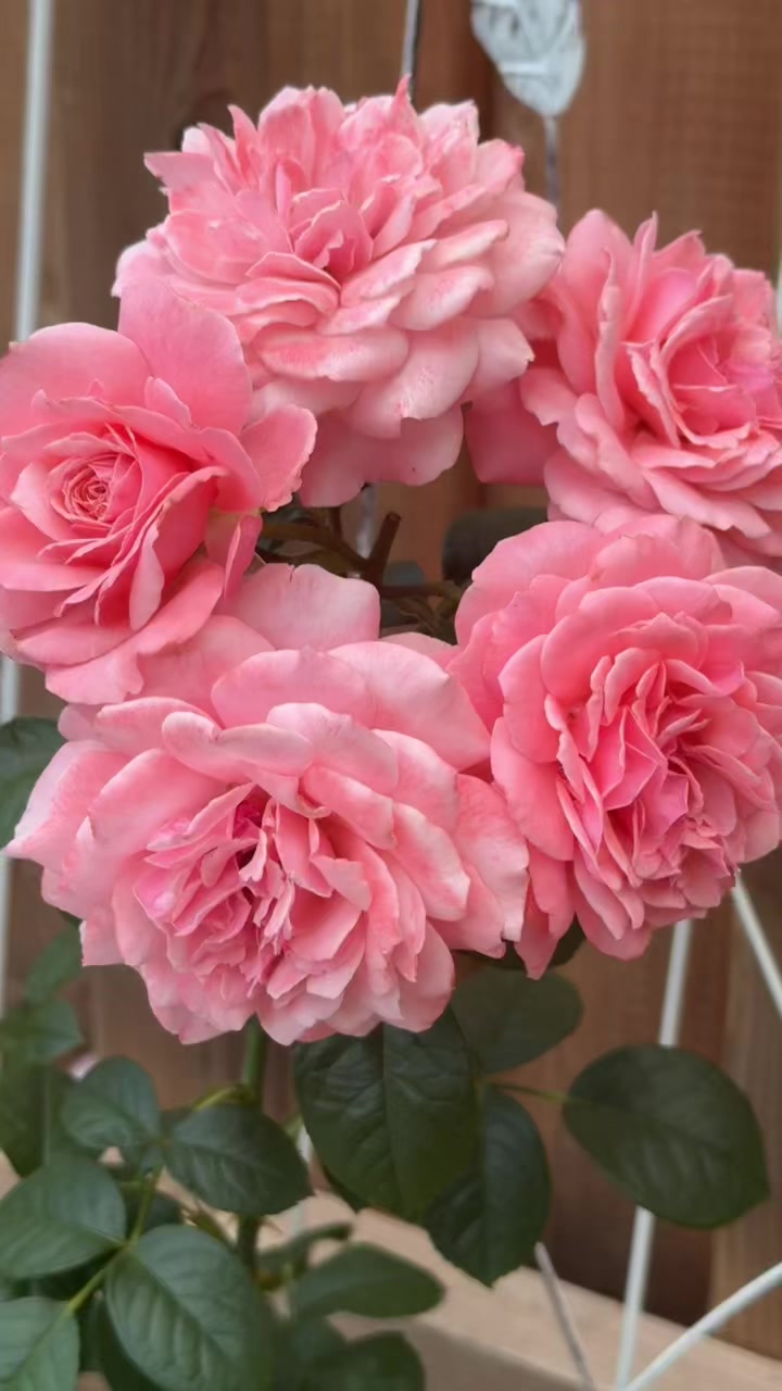 @Tajveer 💞🤍🌹