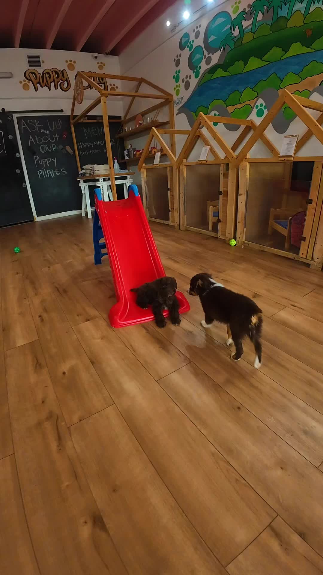 @Puppy City
