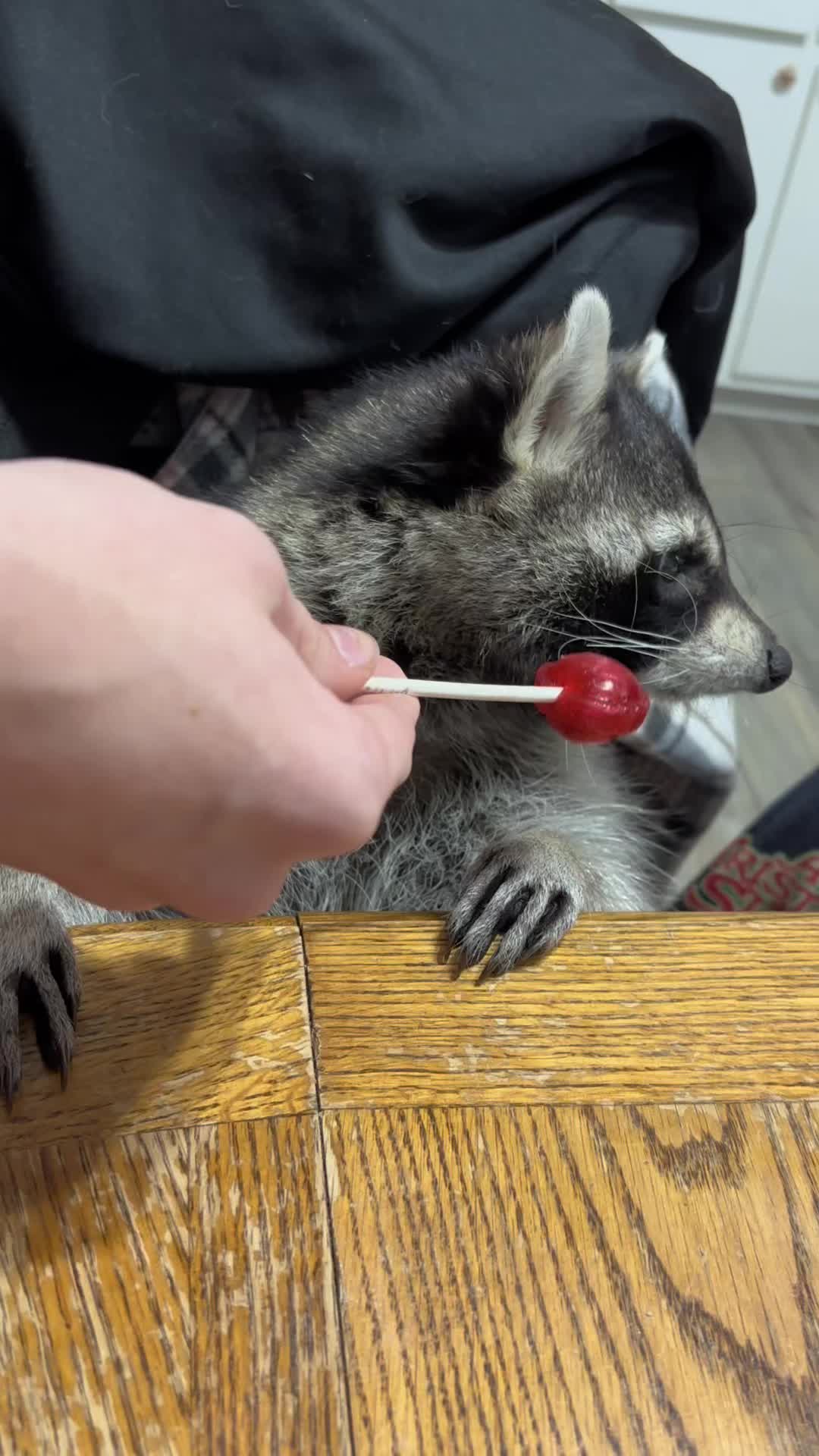 @Loki the raccoon