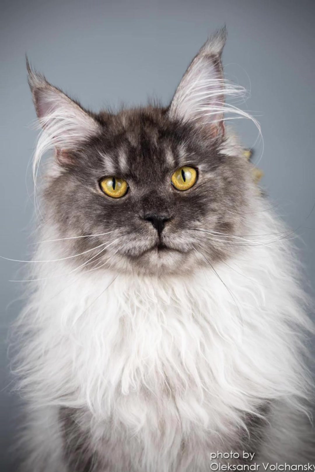 @PARAKENTOS*UA Maine coon