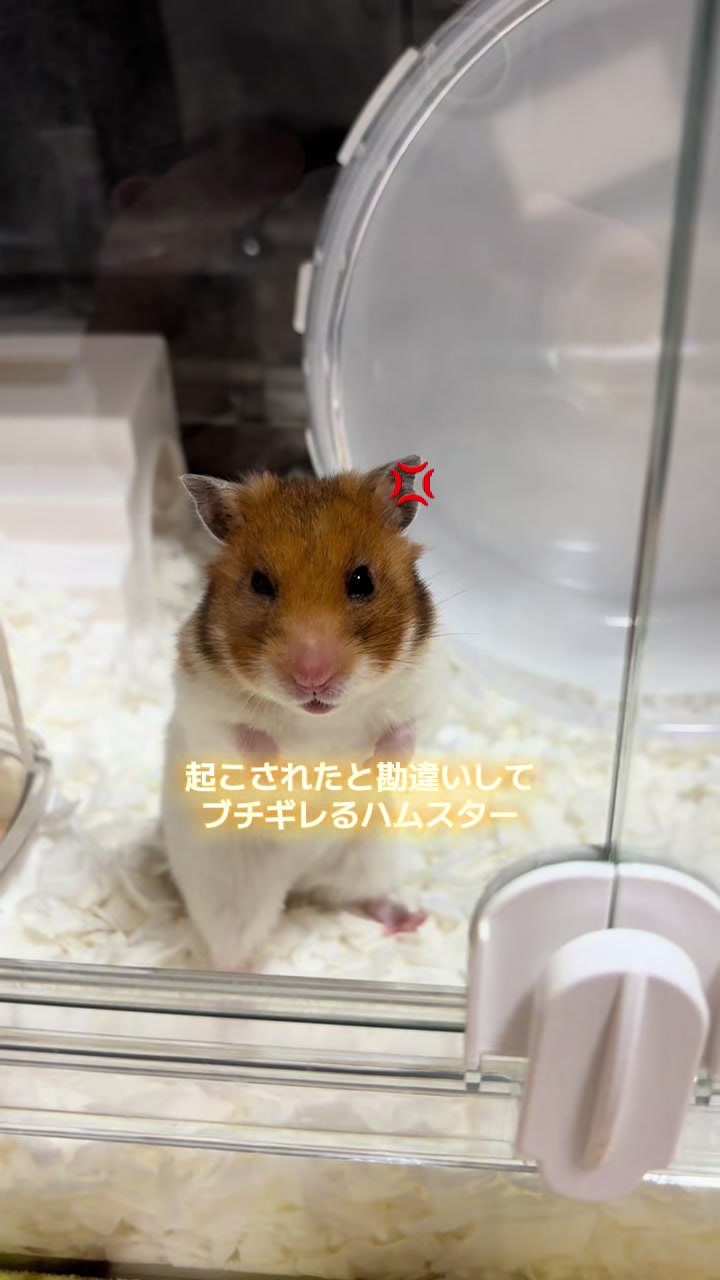 @ハム太は女の子🐹