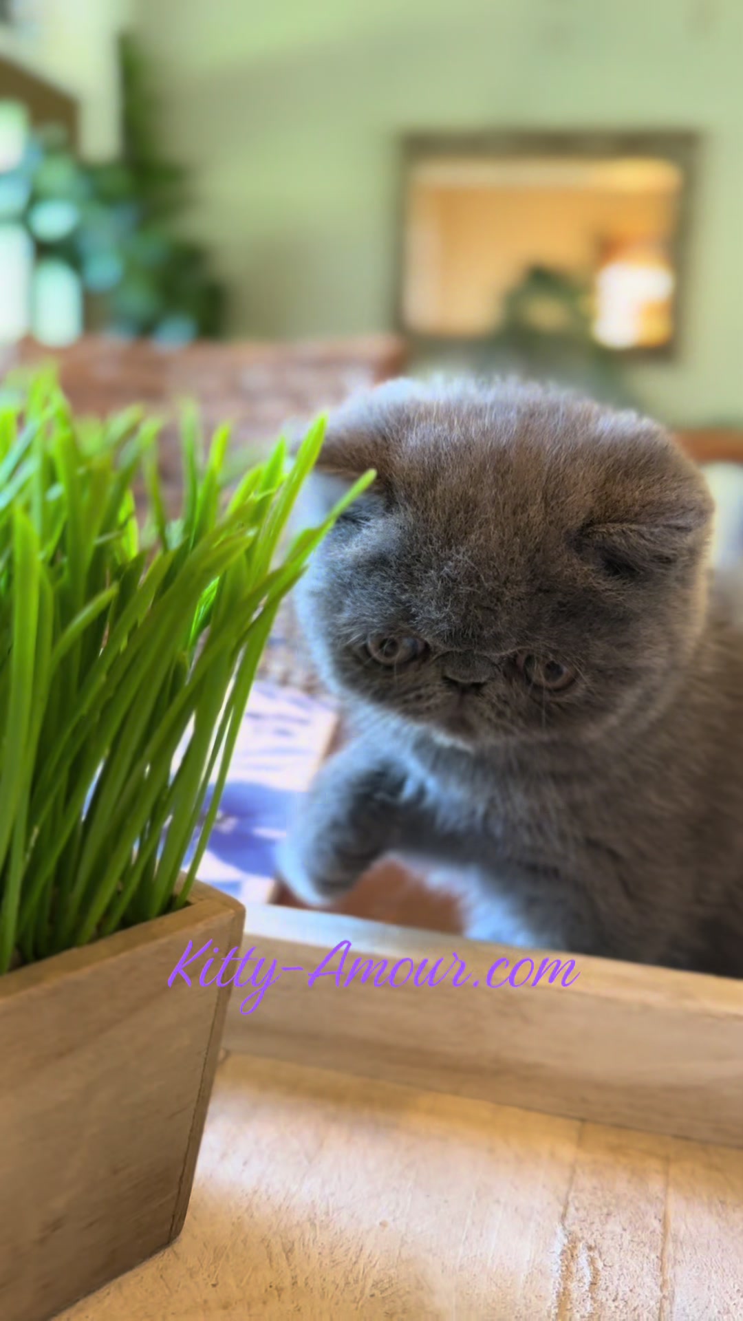 @KittyAmourCattery