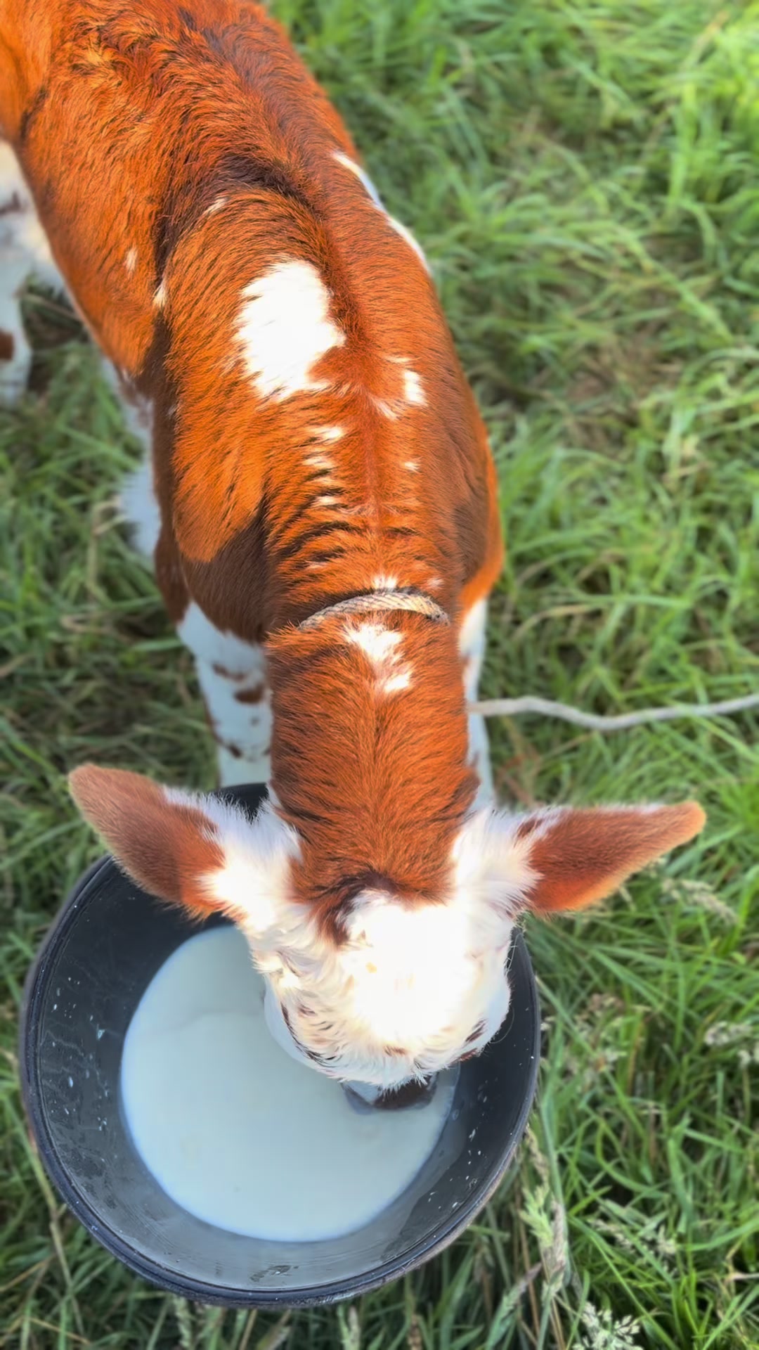 @SHARLY  🤠🐮