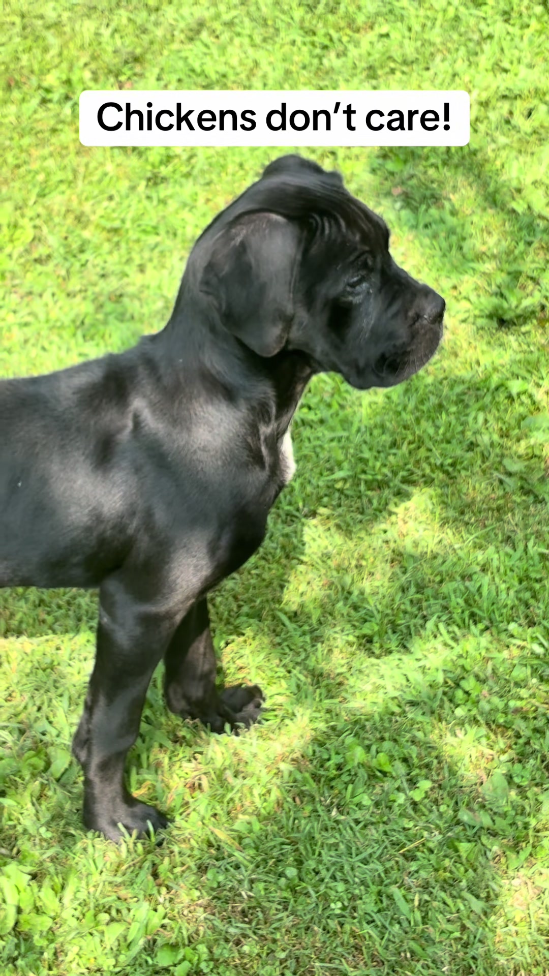 @Ultimate Puppies