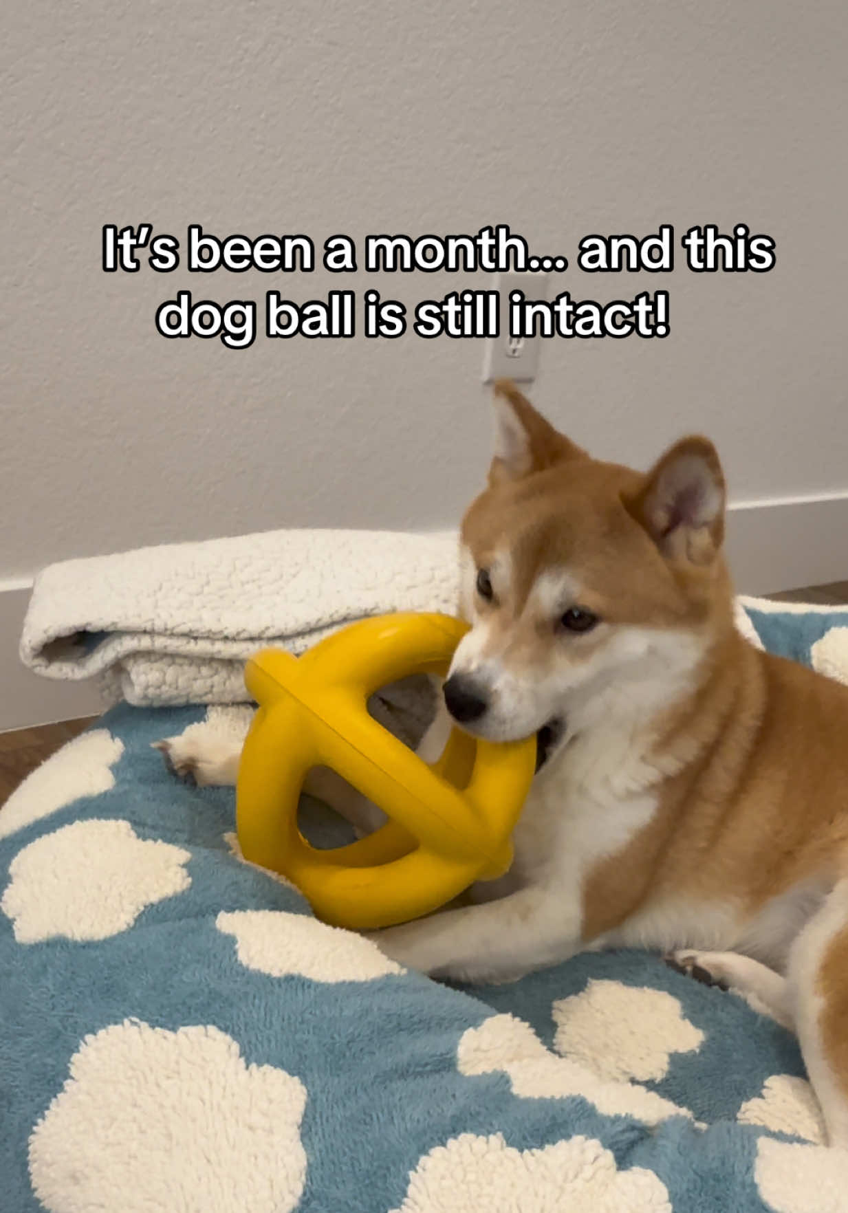 @Flock of Shibas 🐕🐕🐕