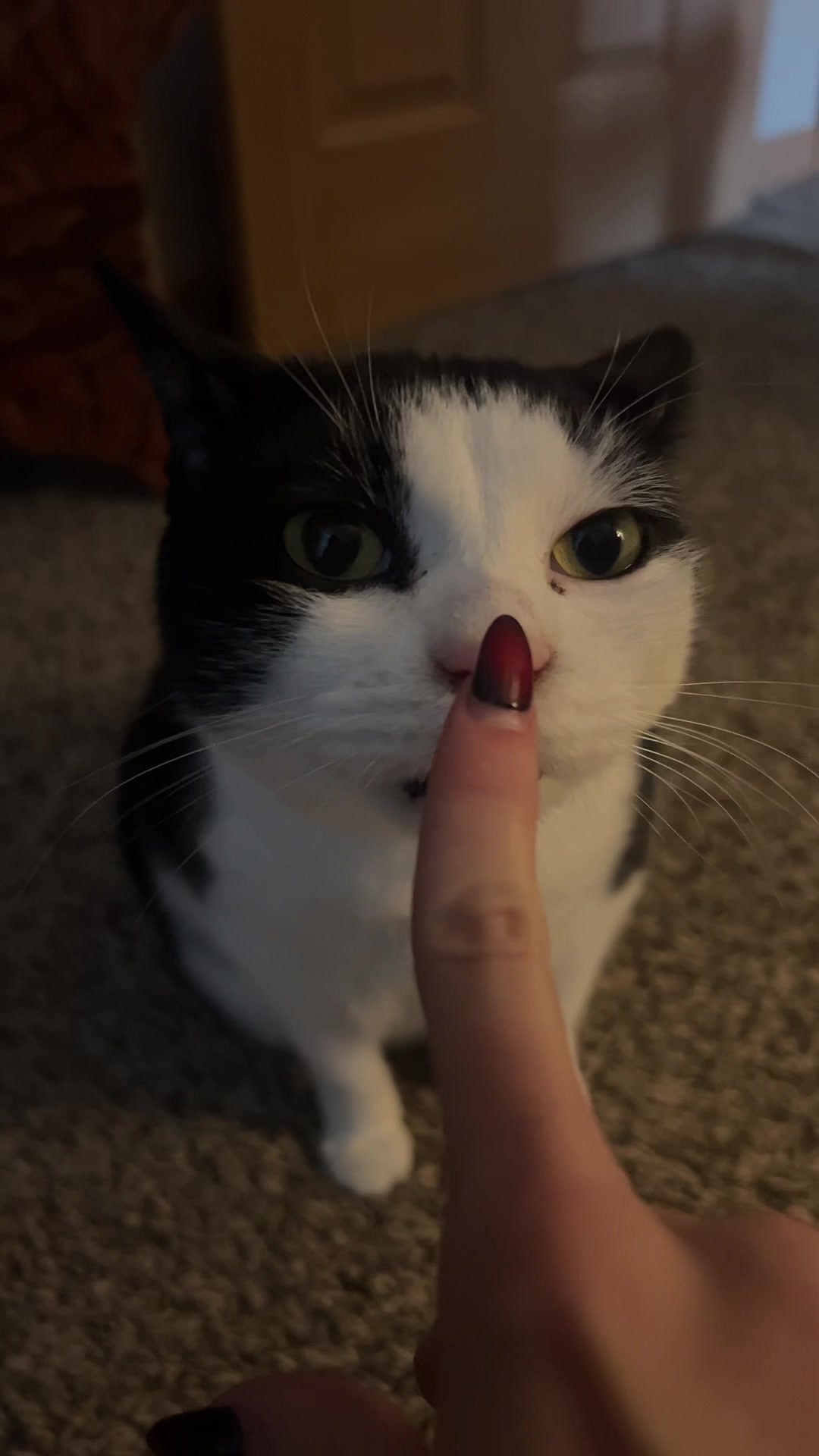 @kit