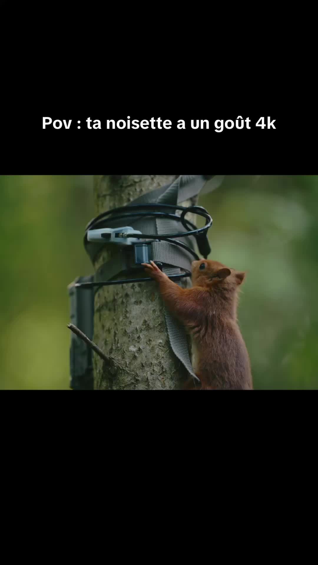 @_nicolasdubois