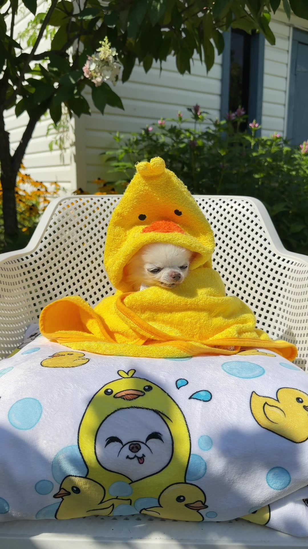 @Tiny Chihuahua Cedric & Maya