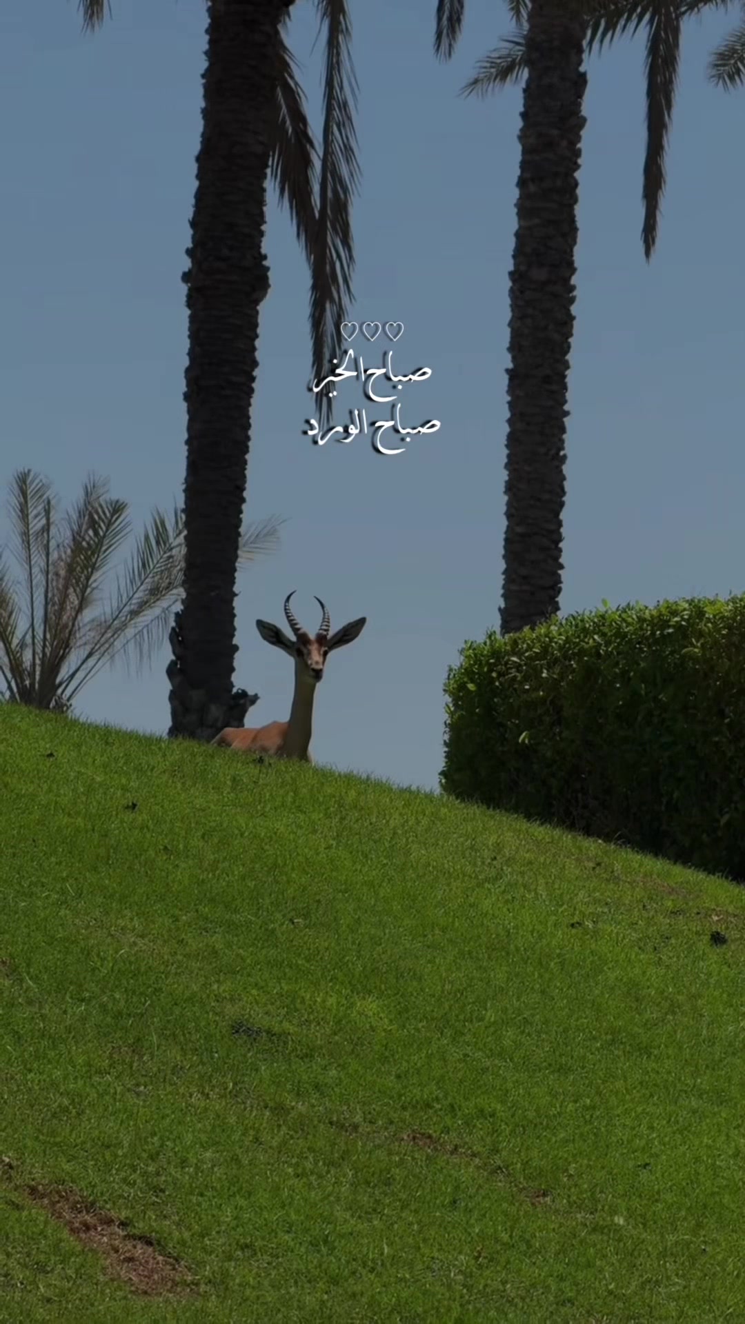 @﮼غزال🦌