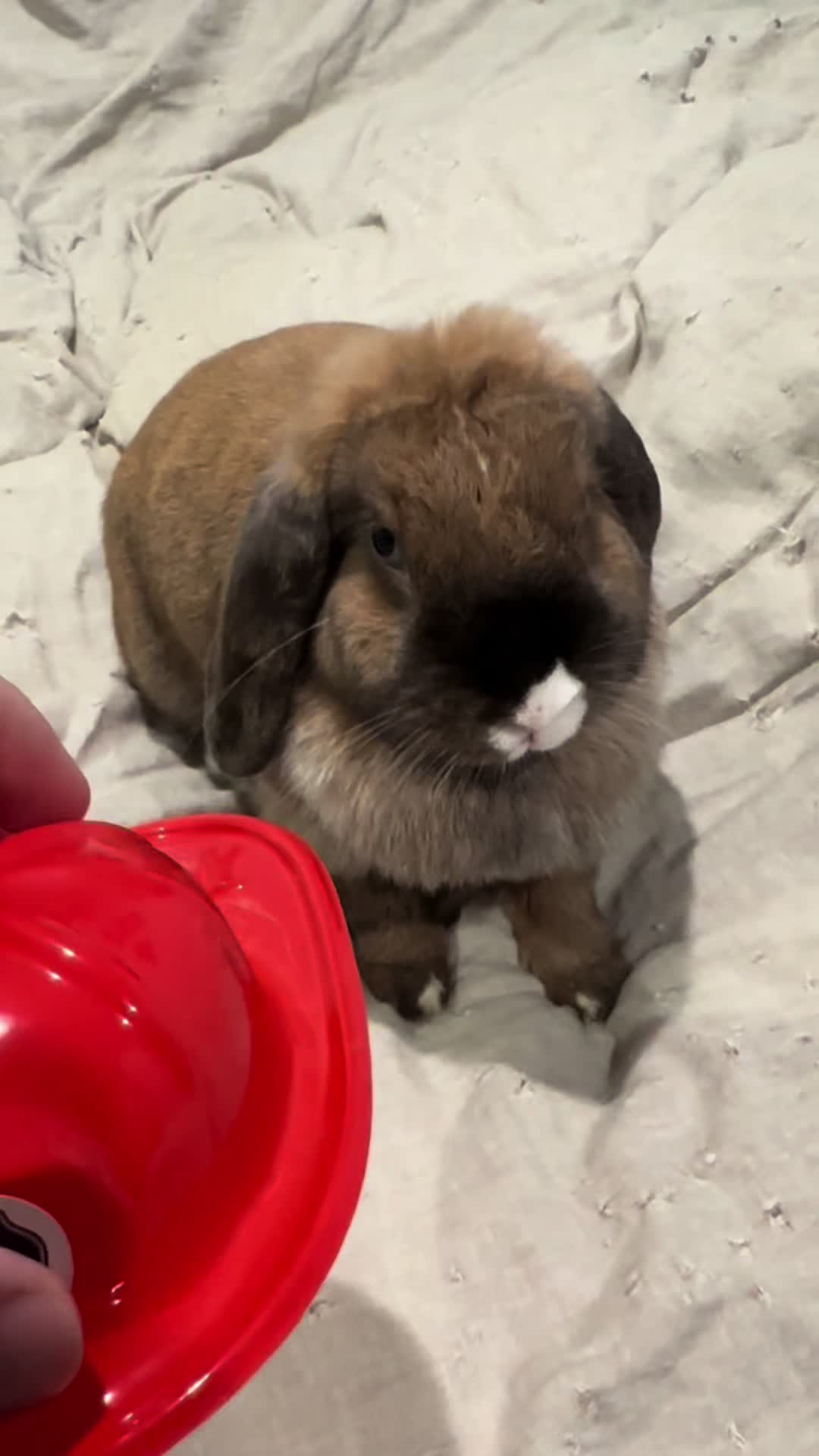 @honeythebunny24