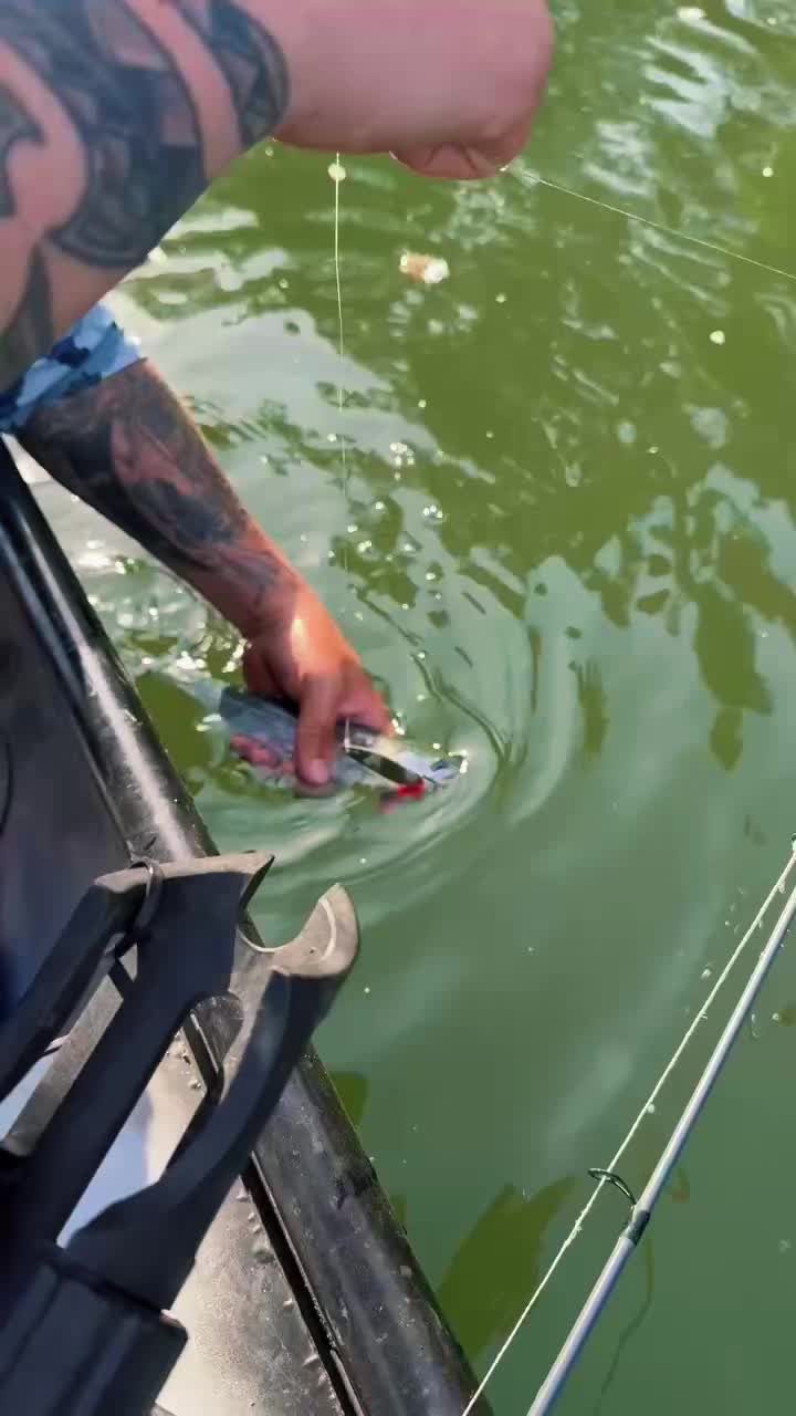 @BassGummies