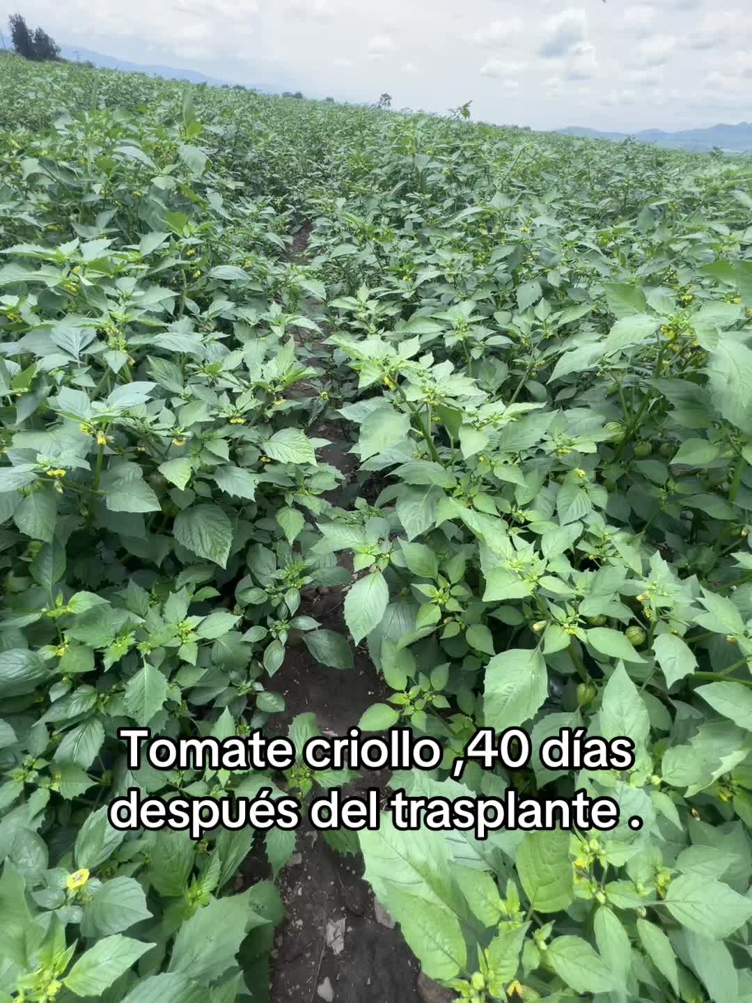 @Javier Ramos