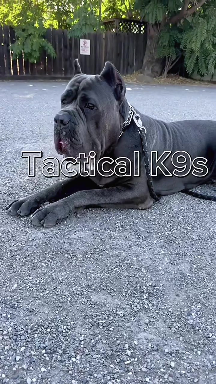 @Tactical K9s Dog Training