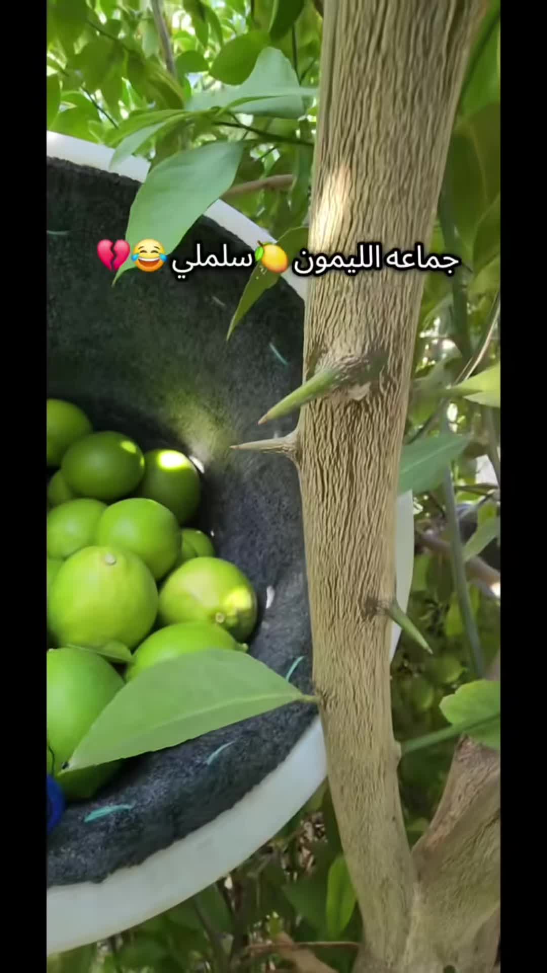 @Um.Hamudi✿&hearts;‿&hearts;