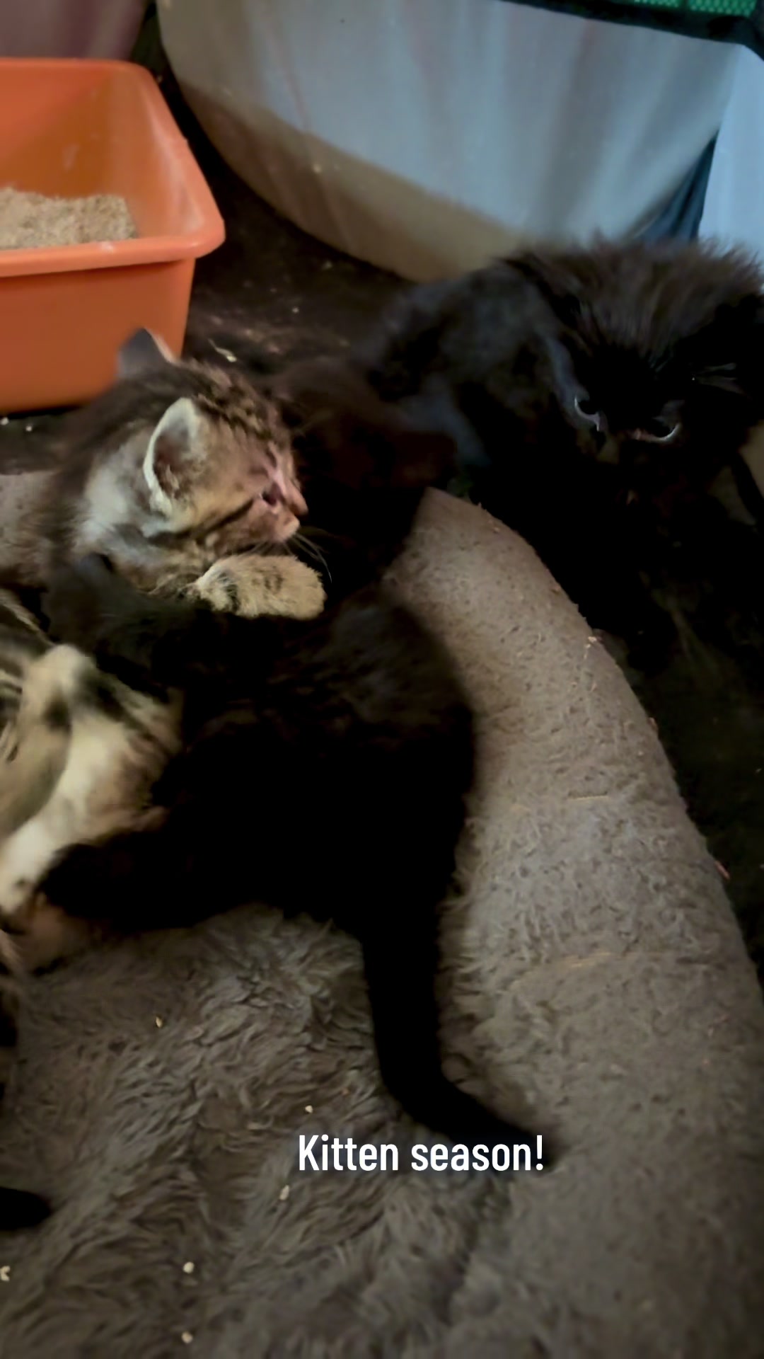@The Purrfect Pour Cat Cafe