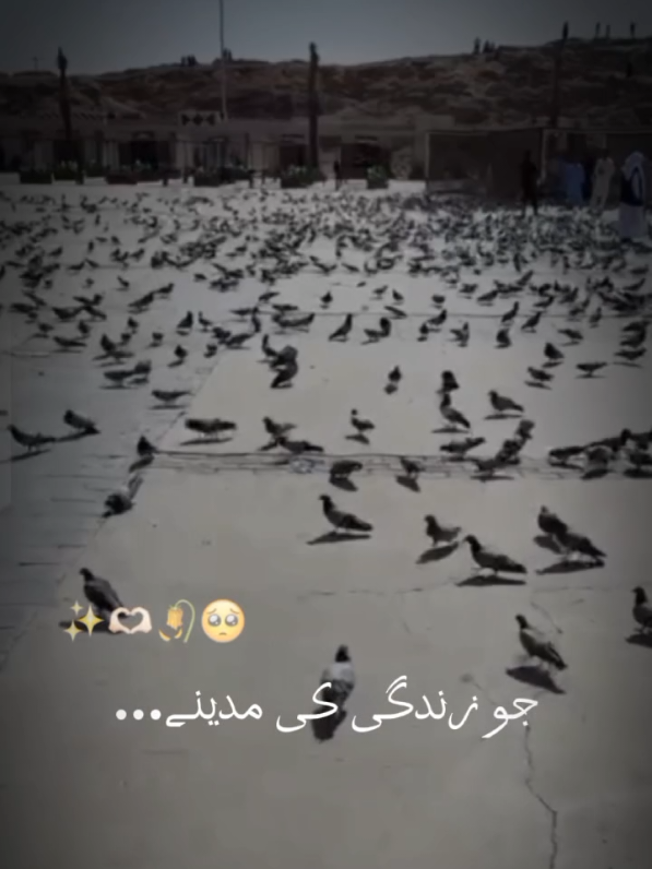 @Najah📈