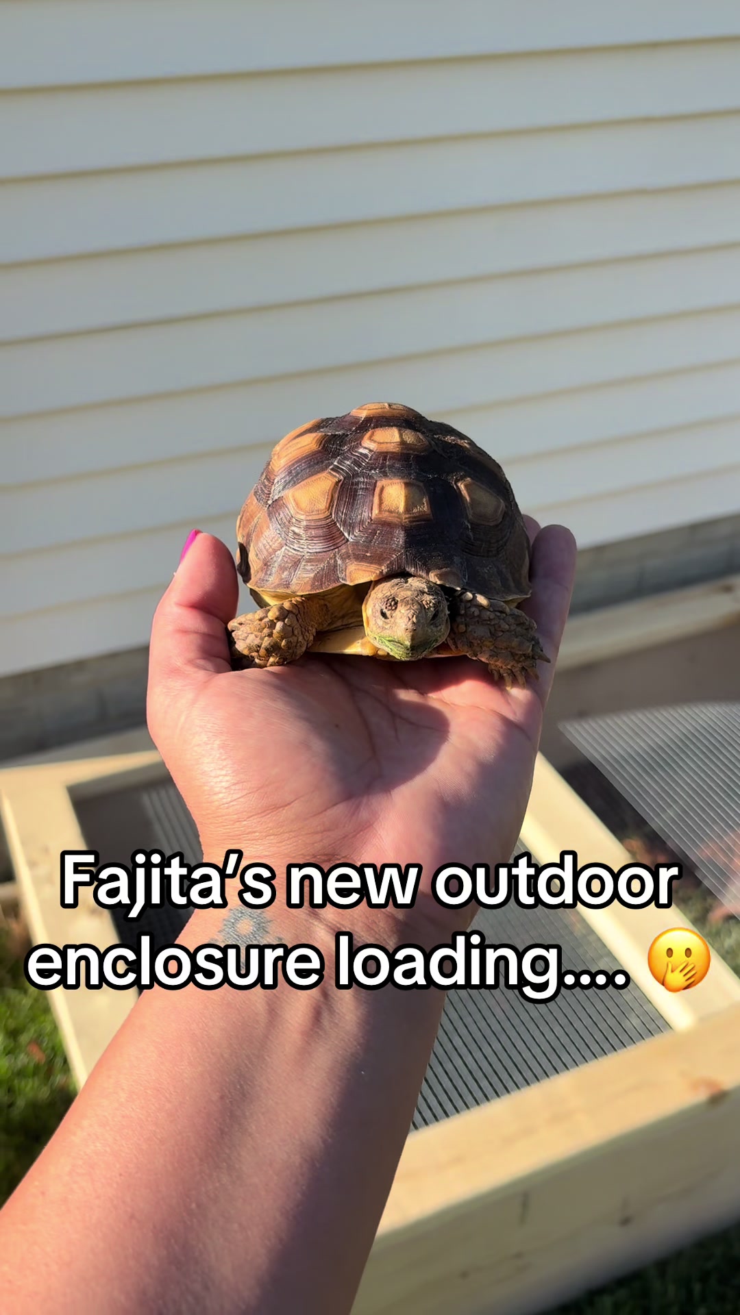 @Fajita 🐢