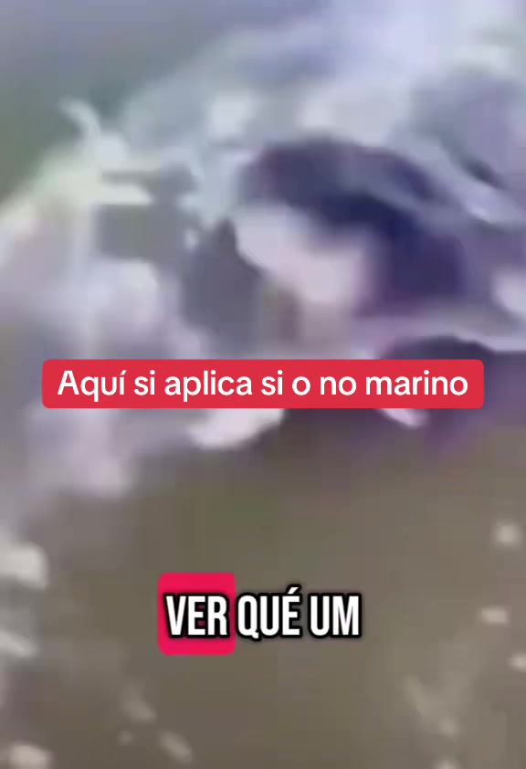 @Rodriguez