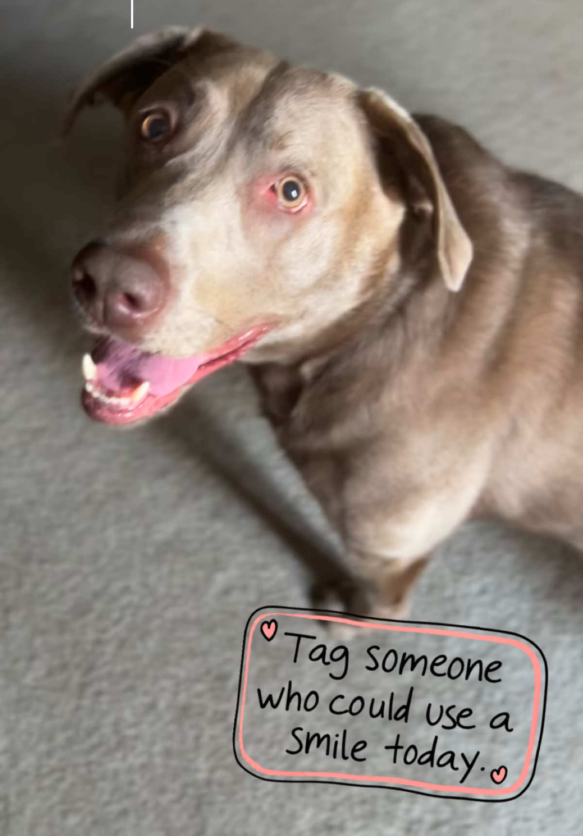 @Misty&rsquo;s🐾Dog Mom