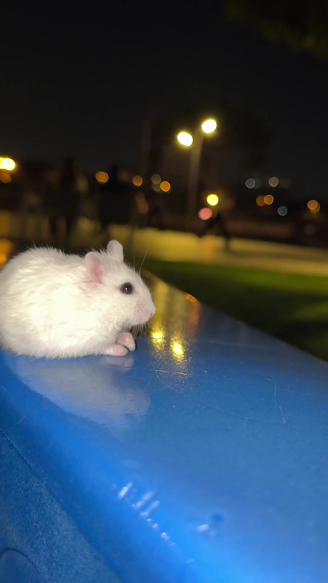 @hamster.cuppulu