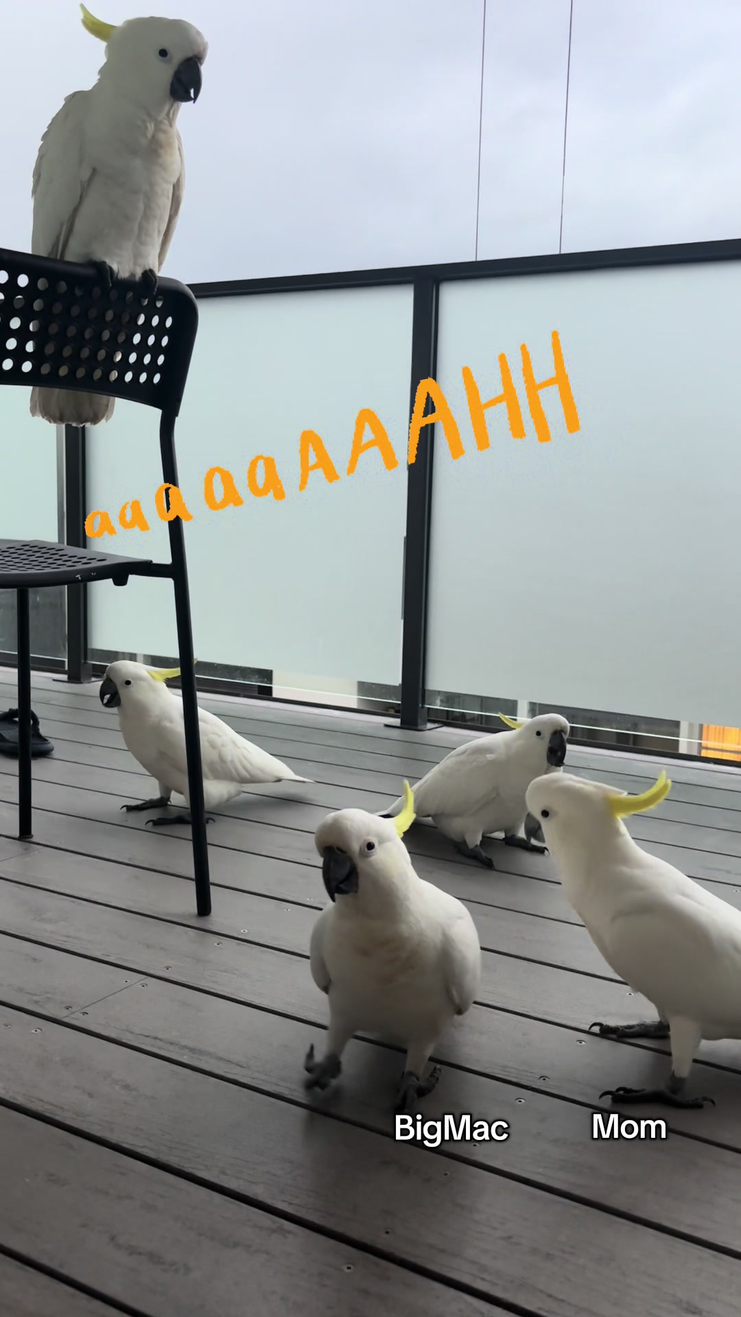 @aussie.cockatoo
