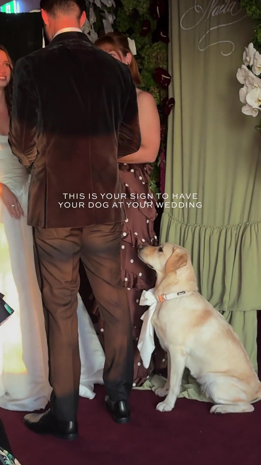 @Petal & Pup