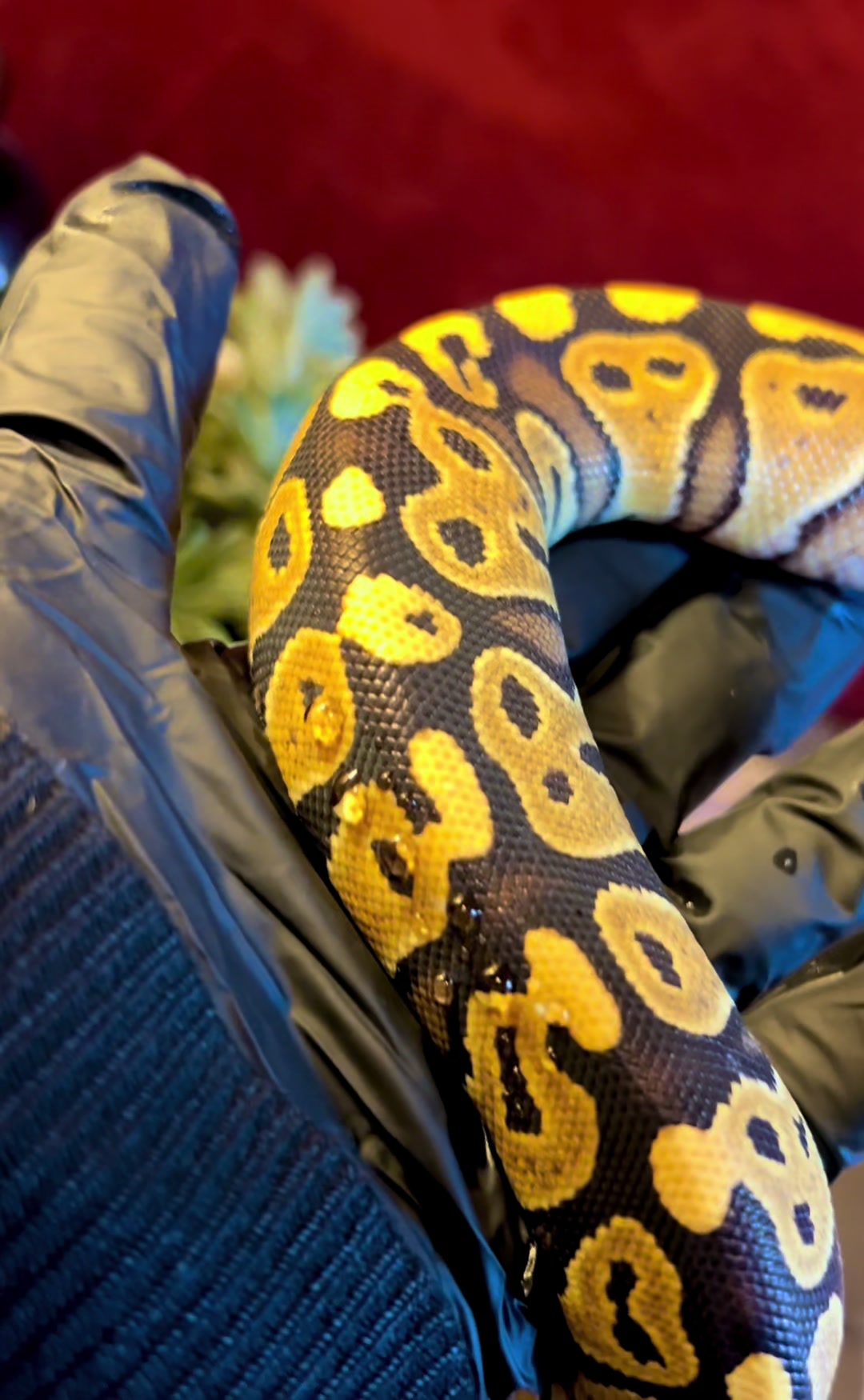 @Elliott Exotics