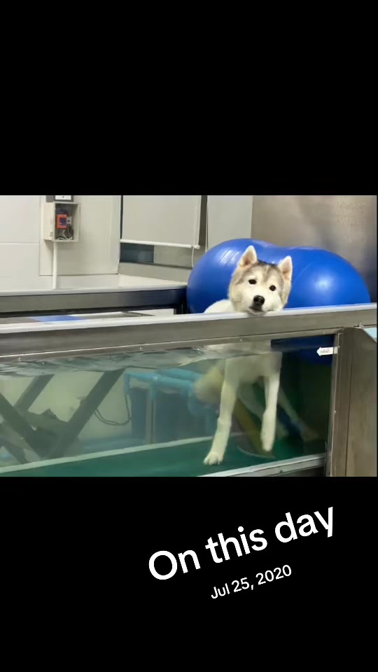 @Hachi Family 🐶🐕🦊