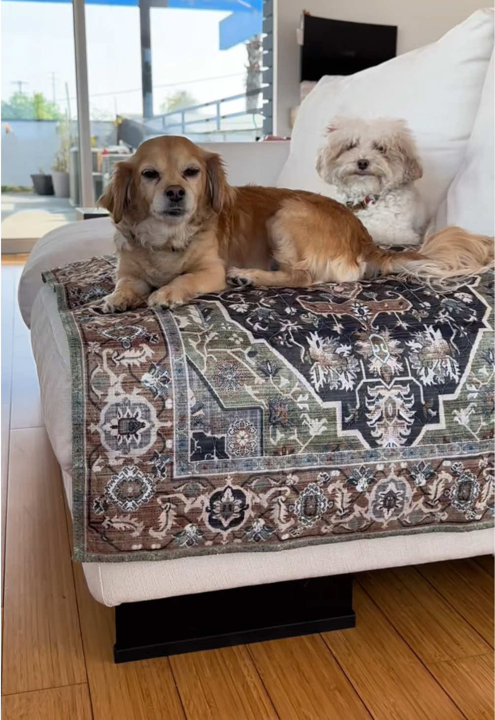 @Lovewag Pets