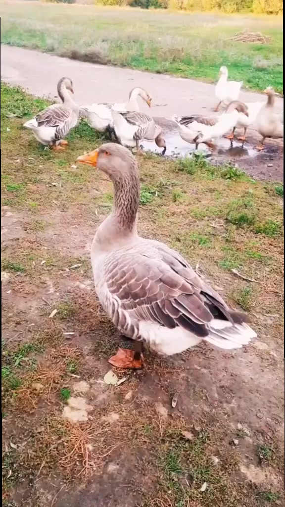 @Усадьба Гусево