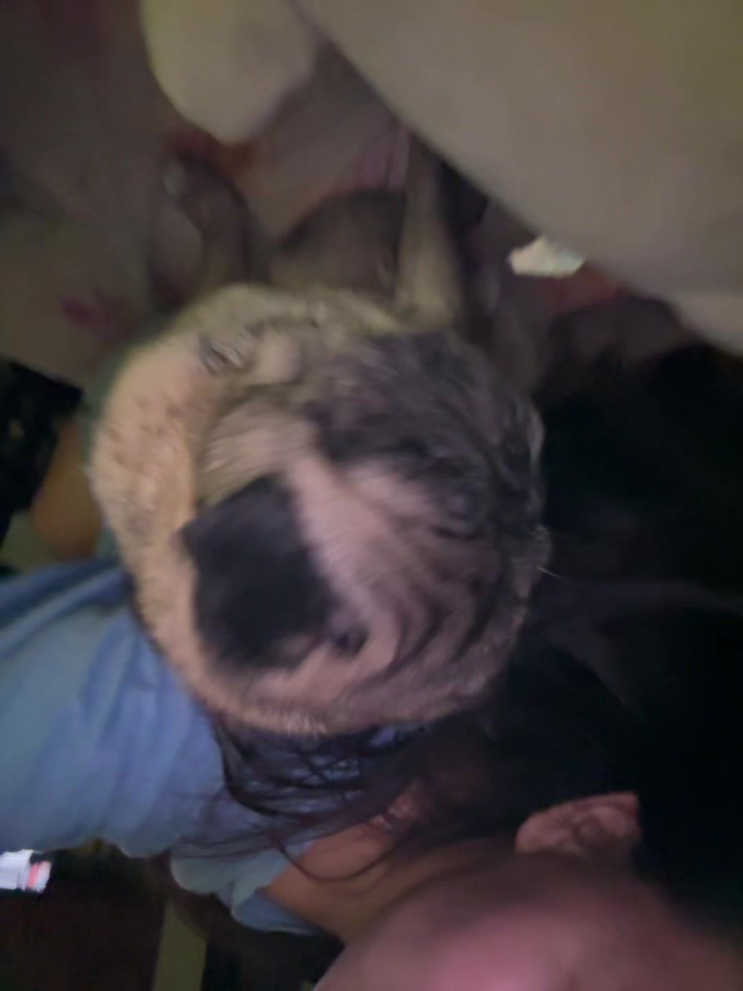 @вєℓℓ&alpha;