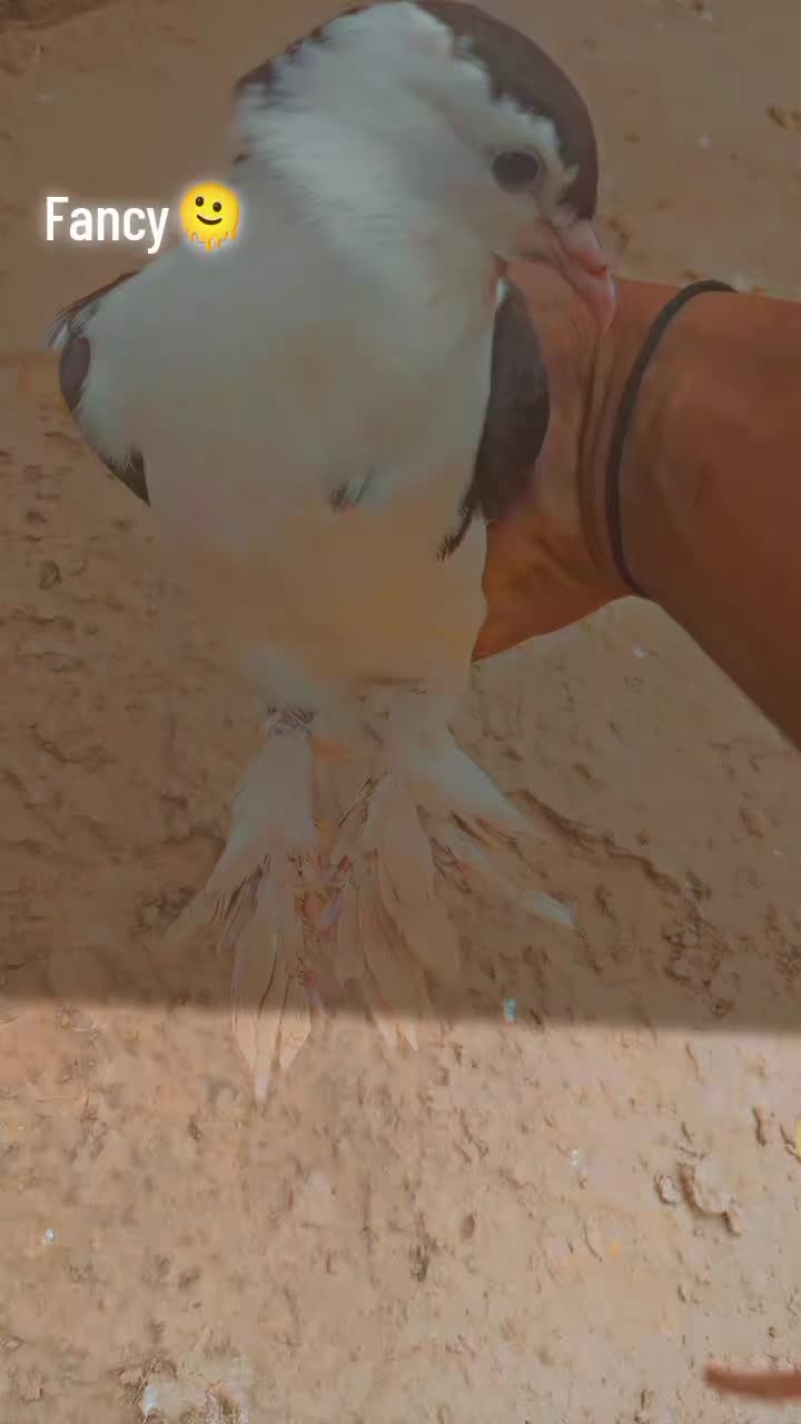 @🏴☠️ن𝐑𝐞𝐇𝐚🏴☠️