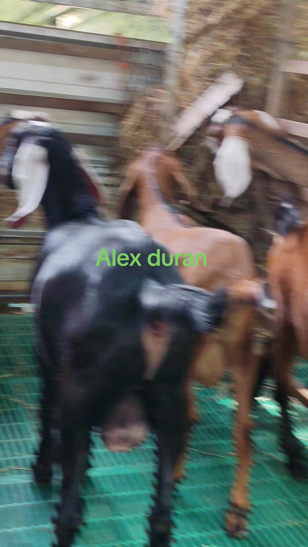 @alexduran7558