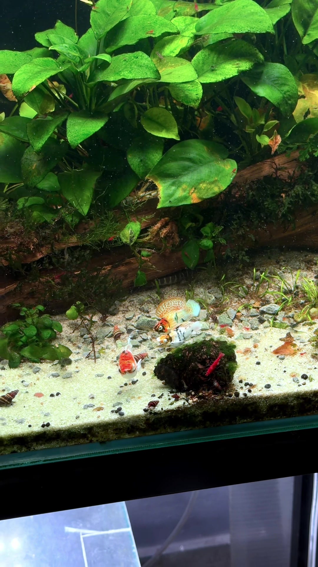 @Simple Tank