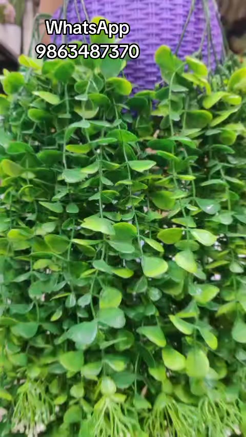 @Flora_p0int-dhumbarahi