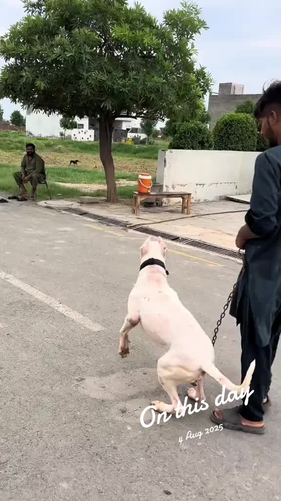@LIGER the DOGO ARGENTINO