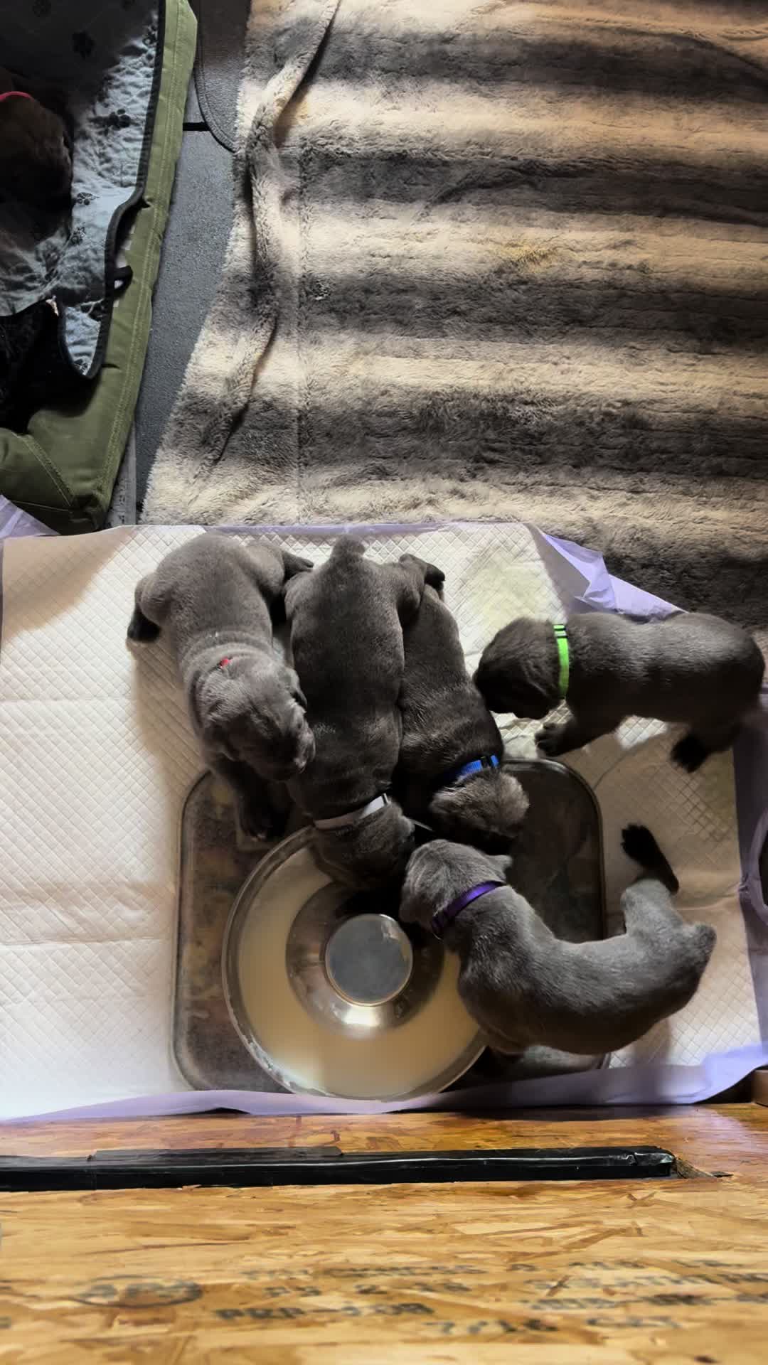 @AandMCaneCorsos