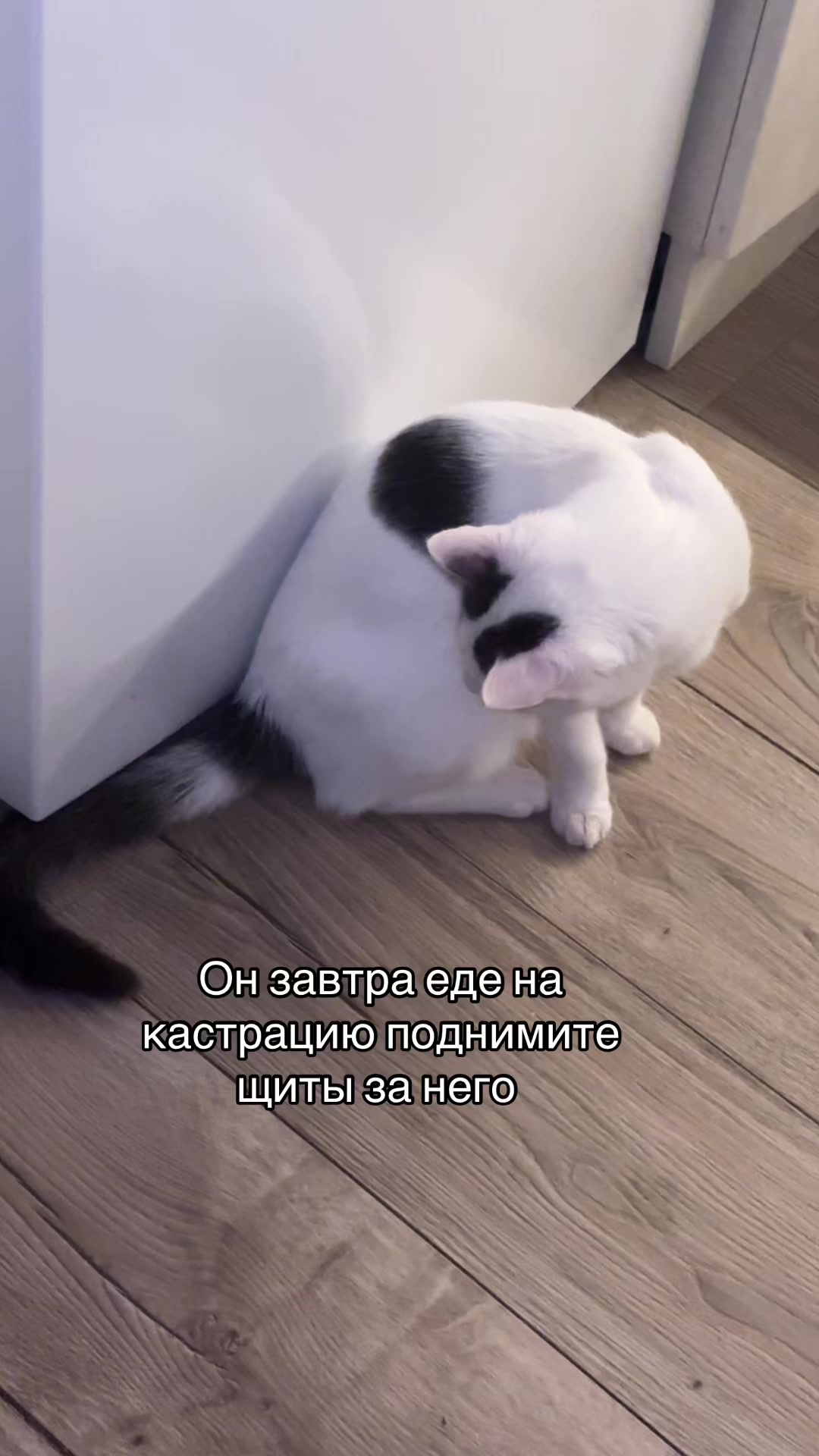 @Pashtet.com