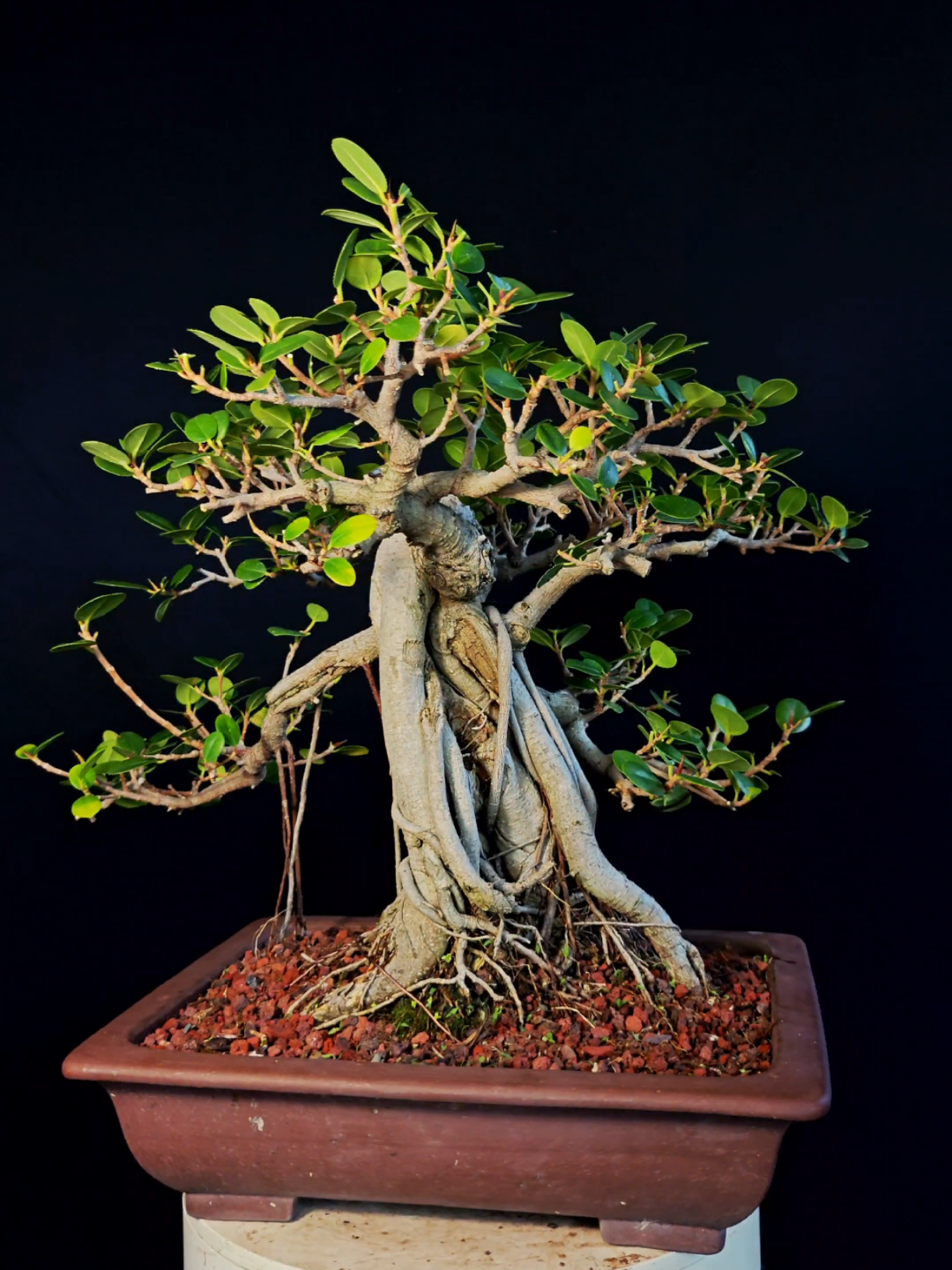 @Bryan Loves Bonsai
