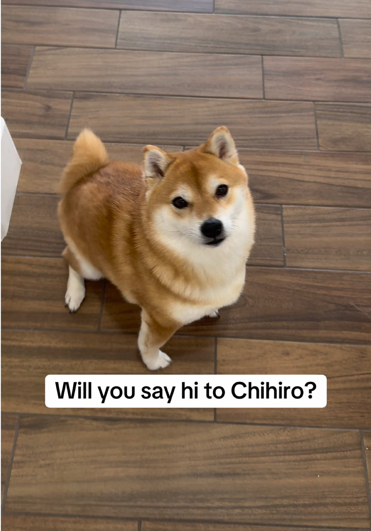@Flock of Shibas 🐕🐕🐕